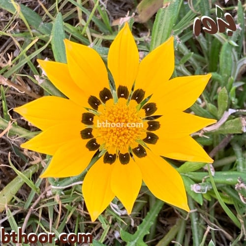 بذور زهرة الجازانيا الصفراء-غازانيا جامدة( Gazania...