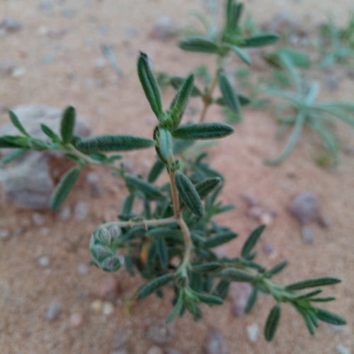 بذور الرقروق المصاحب للكمأة أو الفقع ( Helianthemu...