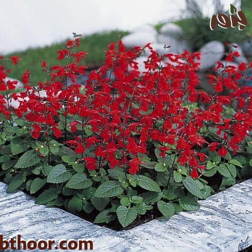 بذور سلفيا الحمراء - جملة ( red salvias )