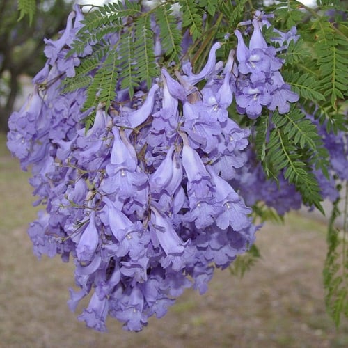 بذور شجرة الجاكرندا البنفسجية ( Jacaranda mimosifo...