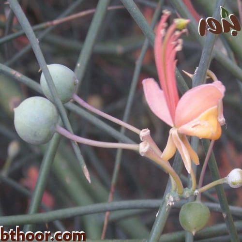بذور شجرة التنضب ( الكرز البري ) Capparis decidua