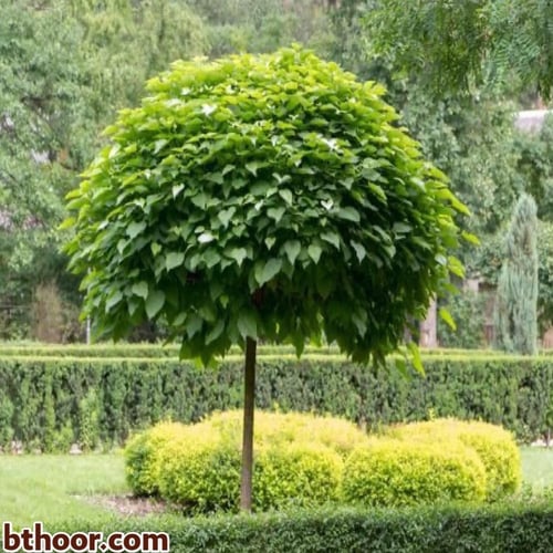 بذور شجرة الكاتالبا (Catalpa speciosa)