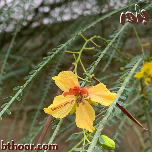 بذور شجرة باركنسونيا - شوكة الفرس (Parkinsonia a...