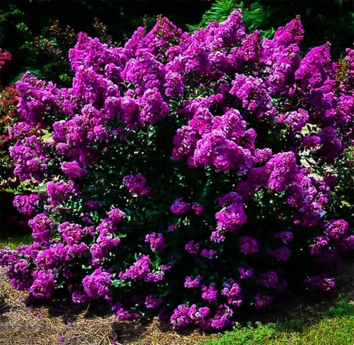 بذور تمر حنا - لاجستروميا ( Lagerstroemia indica...
