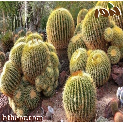 بذور صبار عمة القاضي (Echinocactus grusonii)