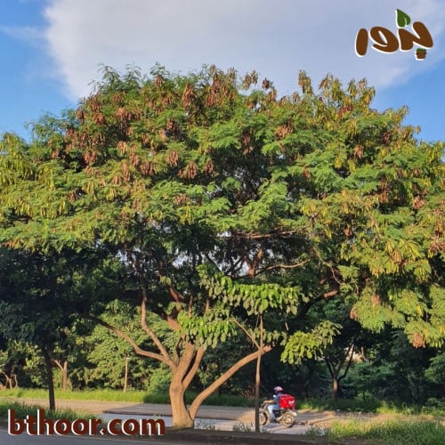 بذور شجرة ليوسينا جملة