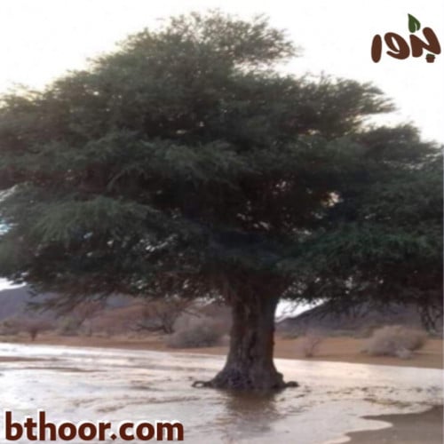 بذور شجرة السرح-المرو (Maerua crassifolia)