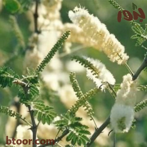 بذور شجرة الصمغ‬ ‫العربي (Acacia senegal)