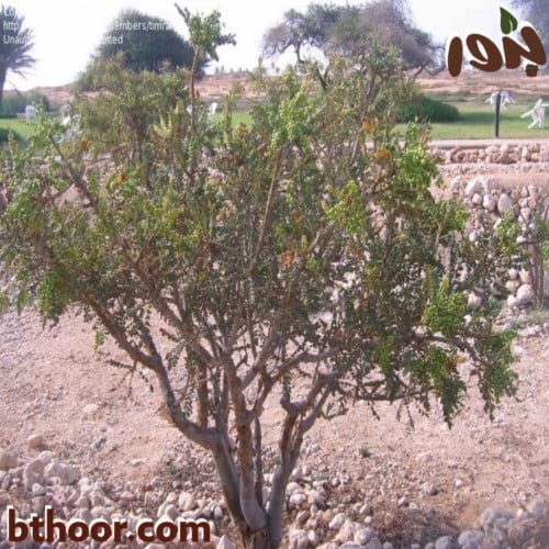 بذور اللبان ( Boswellia sacra )