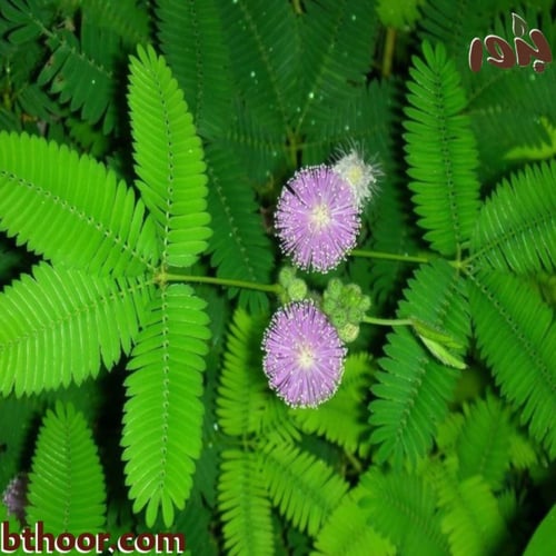بذور ميموزا بوديكا-الخجولة (جملة)