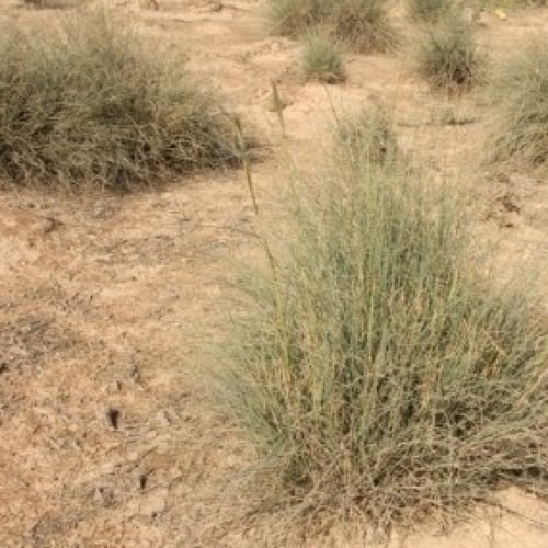 بذور عشبة السخبر (الصخبر) cymbopogon