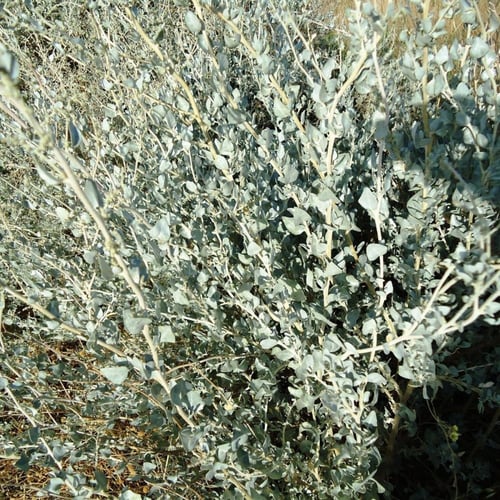 بذور عشبة القطف ( الرغل الملحي ) Atriplex halimus