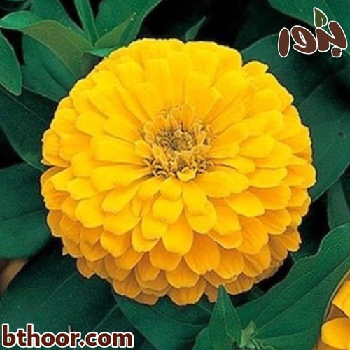 بذور الزينيا جملة متعددة الألوان