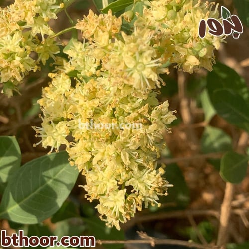 بذور حناء بلدي جملة