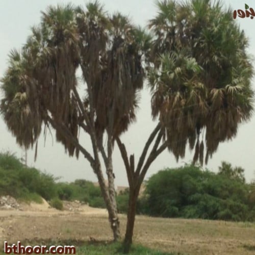 بذور نخيل الدوم ( Hyphaene thepaica )