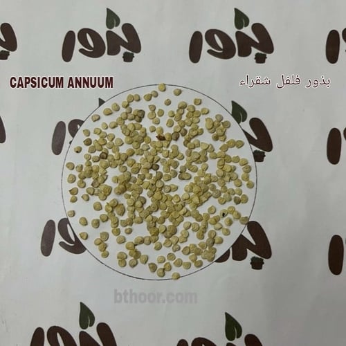 بذور فلفل شقراء ( CAPSICUM ANNUUM RED )