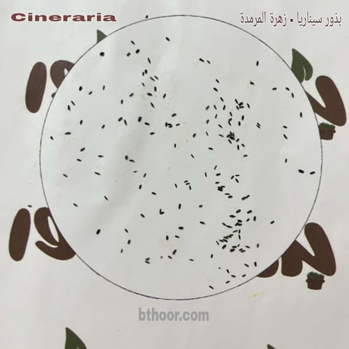 بذور سيناريا - سنانير-زهرة المرمدة ( Cineraria )
