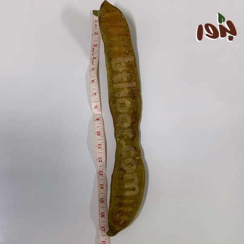 بذور البونسيانا الحمراء ( Delonix regia )