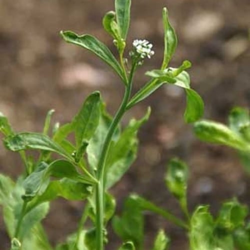 بذور عشبة الرشاد ( Lepidium sativum )