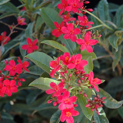 بذور شجرة الجاتروفا الحمراء - Jatropha integerrima