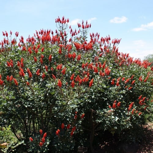 بذور شجيرة ارثرينا(erythrina humeana)