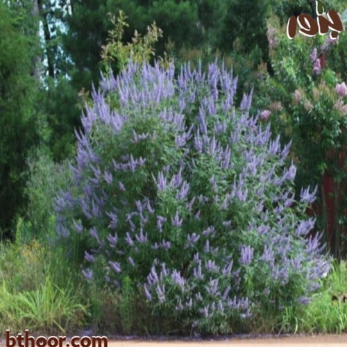 بذور شجرة كف مريم ( جملة )