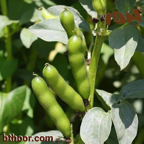 بذور الفول (Vicia faba)