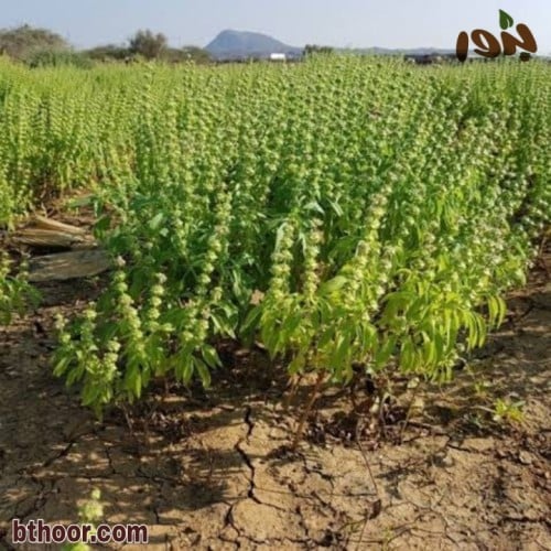 بذور الضيمران (دوش) جملة Ocimum forsskaoli