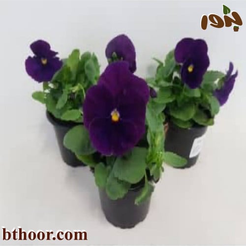 بذور زهرة بانسي البنفسجية - بنفسج الثالوث(Viola x...