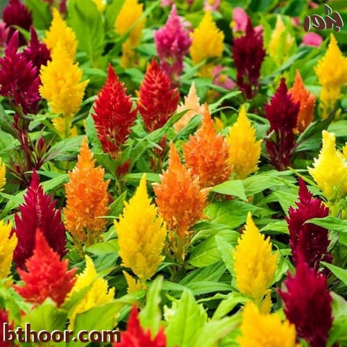 بذور زهرة عرف الديك ( جملة )