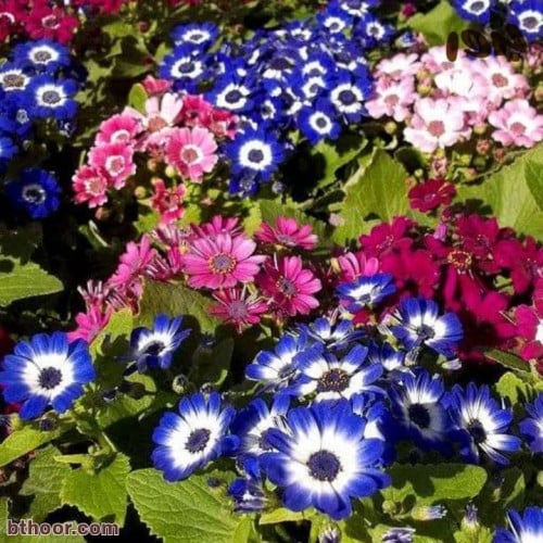 بذور سيناريا - سنانير-زهرة المرمدة ( Cineraria )