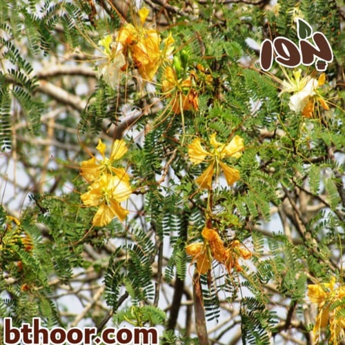 بذور شجرة الرنف البرية النادرة- شجرة الجنة (Deloni...