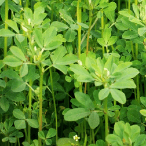 بذور عشبة الحلبة الصفراء ( Trigonella foenum-graec...