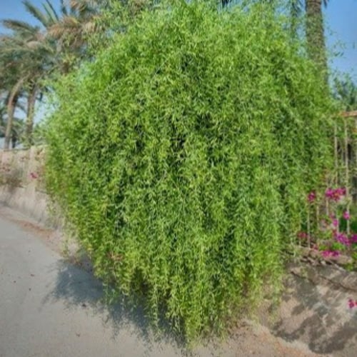 بذور شجرة الاراك - المسواك (Salvadora Persica)