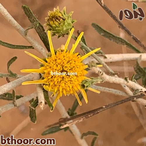 بذور العرفج جملة