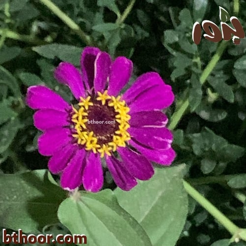 بذور زهرة الزينيا الأرجوانية او الأنيقة ( Zinnia e...