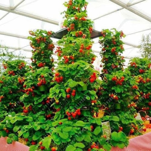 بذور الفراولة ( Fragaria x ananassa )