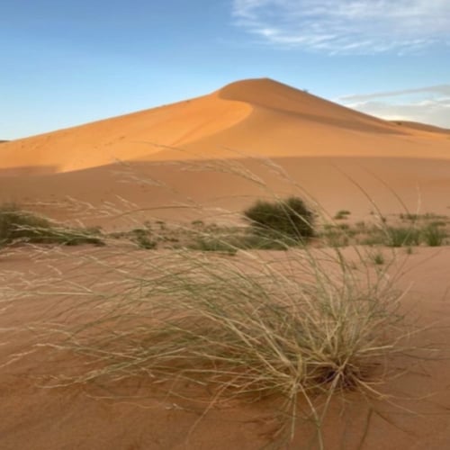 بذور عشبة السبط (Stipagrostis draii)