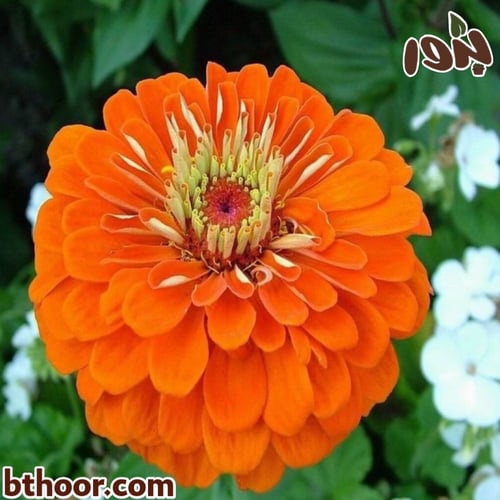 بذور الزينيا جملة متعددة الألوان