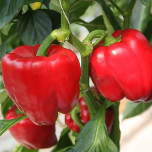 بذور فلفل بارد أحمر - رومي ( Capsicum annuum.red)