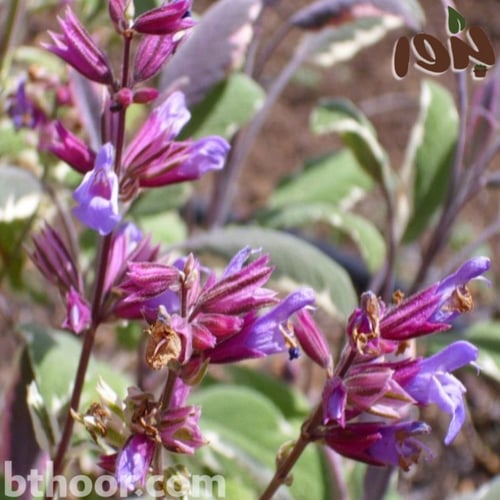 بذور عشبة المرامية (ميرمية) Salvia Officinalis