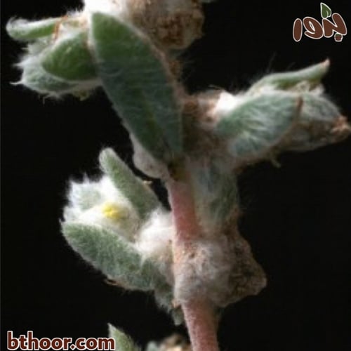 بذور القطينة (Bassia eriophora)
