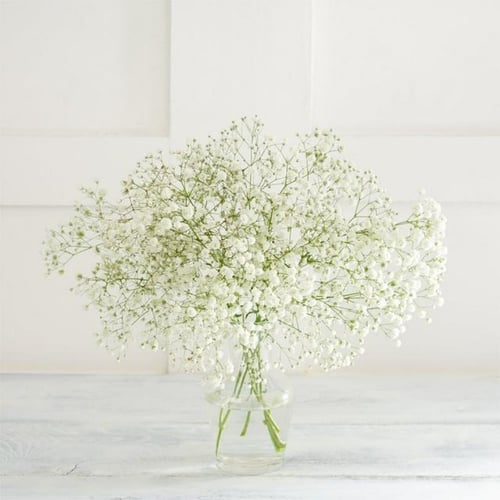 بذور زهرة جيسوفيلا ( Gypsophila )