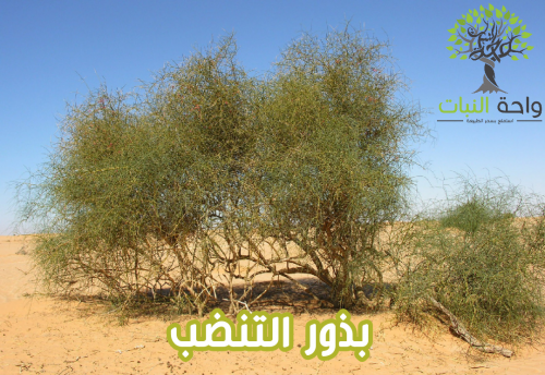 بذور التنضب البري (3بذرات)