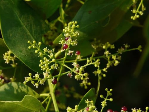 بذور شجرة الاراك - المسواك (Salvadora Persica)