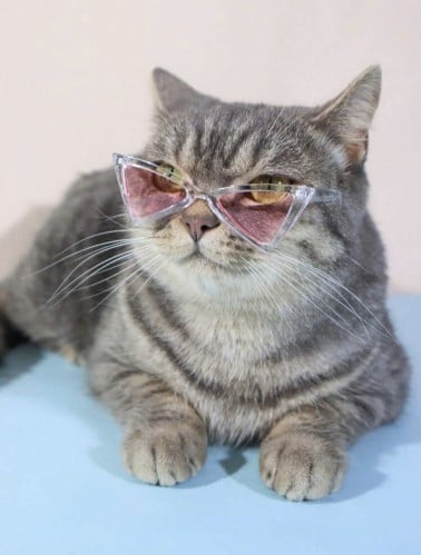 نظارات للحيوانات الأليفة