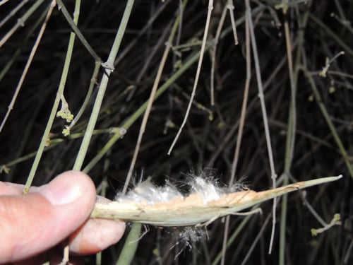 مرخ 100 بذرة Leptadenia pyrotechnica