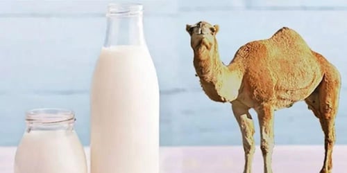 حليب الإبل 500ML