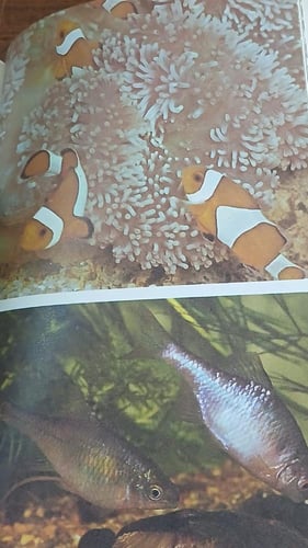 animals at peace (P8)