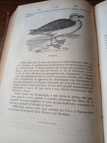 (E13)complemnto e supplemento al dizionario di cog...